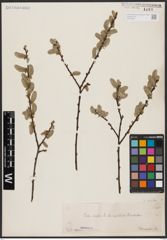 Foto von Salix aurita L.